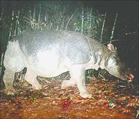 One-horned rhinoceros at CTNP.