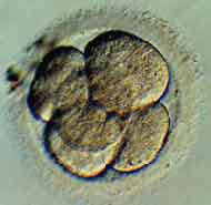 A few days old embryo