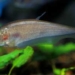 techniques for breeding catfish 6158