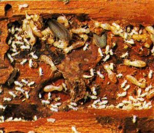 termite wood