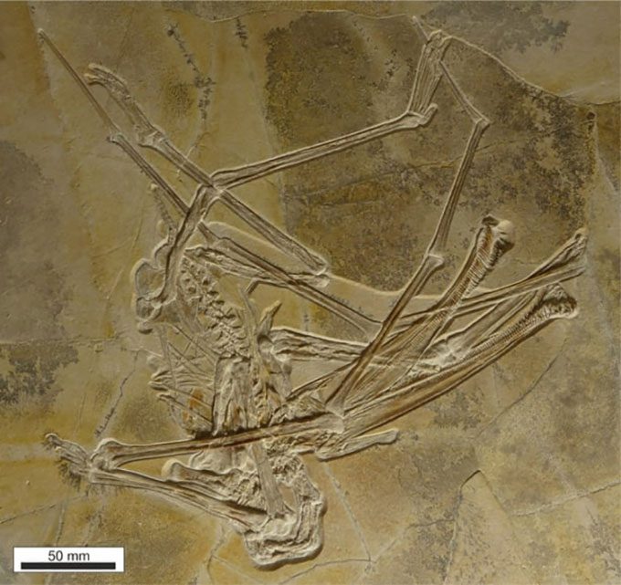 Fossil of Balaenognathus maeuseri.