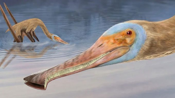than lan bay Balaenognathus maeuseri