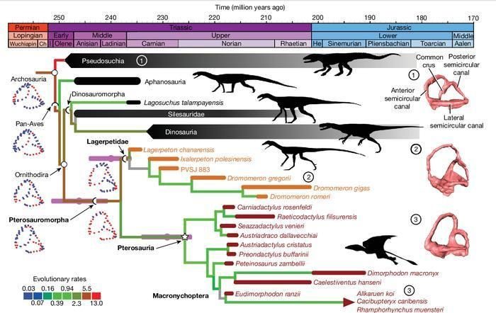 The similarity in inner ear shape suggests Lagerpetids are closely related to pterosaurs.