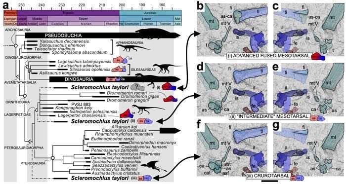 The classification position of Scleromochlus is closer to the origins of pterosaurs than other species.