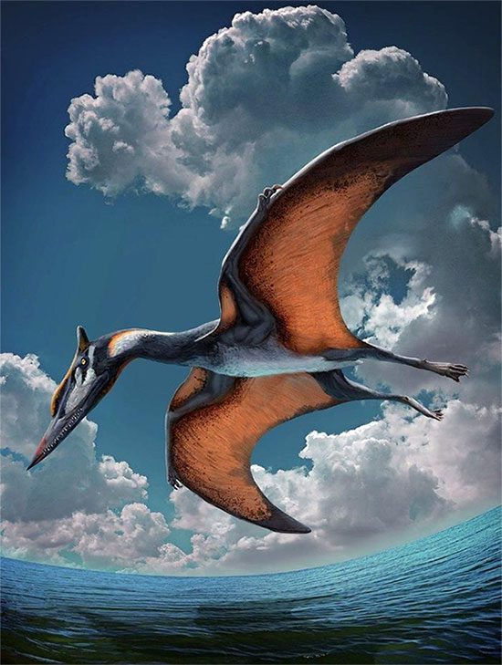 They were the first vertebrates to evolve powered flight.