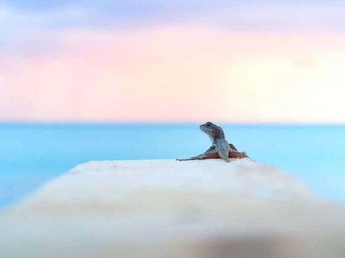 In fact, many animal species are trying to survive in urban environments