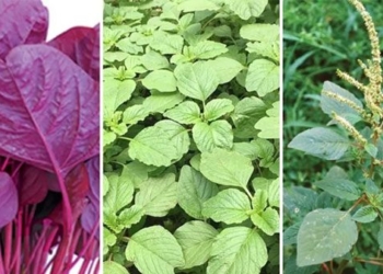 the amazing benefits of black vegetables you should know 126719