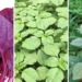 the amazing benefits of black vegetables you should know 126719