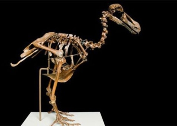 the ambition to resurrect the dodo bird species has been extinct for over 500 years 125564