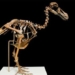 the ambition to resurrect the dodo bird species has been extinct for over 500 years 125564