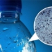 the appearance of plastic satellites is increasing in the human body 126604