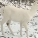 the appearance of the beautiful and rare white deer with a secret here 125901