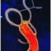 the bacteria in the gut appeared 11000 years ago 7106