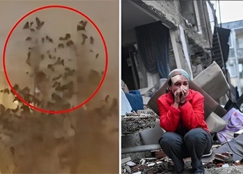 the behavior of birds the day before the earthquake in turkey can feel the disaster 125681