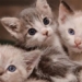 the cat species in the perception of a dong culture 125408