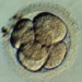 the cellular aging and development 6851