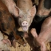 the ecosystem in the us is threatened by super smart germs 126050