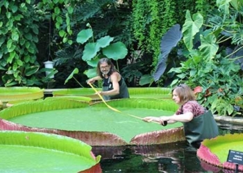 the evolution process of the largest water lily species in the world 125594