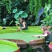 the evolution process of the largest water lily species in the world 125594