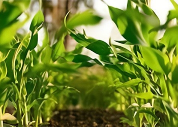 the face of the herb industry in agriculture 125597