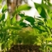 the face of the herb industry in agriculture 125597