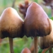 the first country to recognize hallucinogenic drugs as medicines 125627