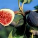 the first plant and herb to be cultivated in the world 7160