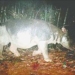 the giant in national park cat tien is being threatened 6669