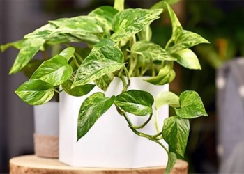 the greenery transformation into air purifiers 125628