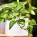 the greenery transformation into air purifiers 125628