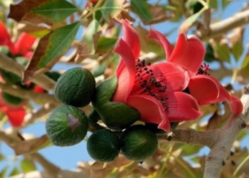 the health benefits of white rose when entering the season