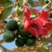 the health benefits of white rose when entering the season