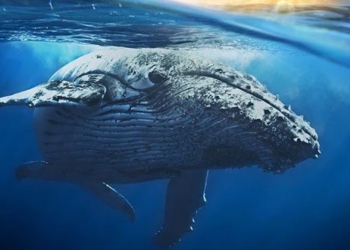 the heart of the blue whale is really the size of a car 125833