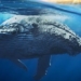 the heart of the blue whale is really the size of a car 125833