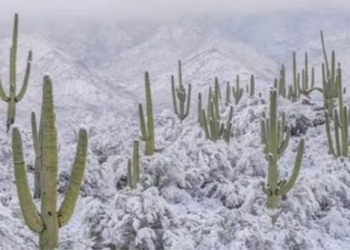 the hottest snowflake in north america may fall to 10cm what is happening 126653