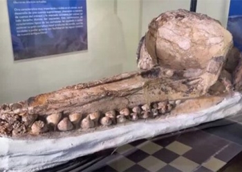 the house society legacy revealed in the sam mac ocucaje peru 125852