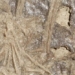 the last meal of the surprising microraptor 124872