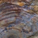 the living mummy 500 million years old in china conclusion shocking everyone 126268