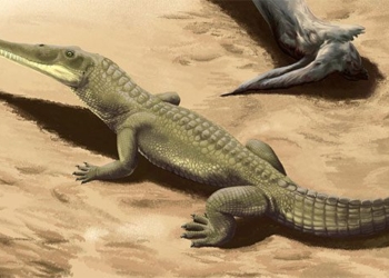 the long frame of an 8m long crocodile found in india after 200 million years of extinction 126246