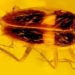 the middle of the 30 million year old matter excites the scientific community 124805