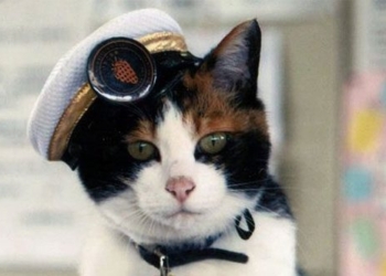 the most famous cats in human history 125429