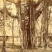 the most famous trees in the world 6387