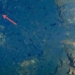 the mysterious life in the volcanic mountain below the sea 126320