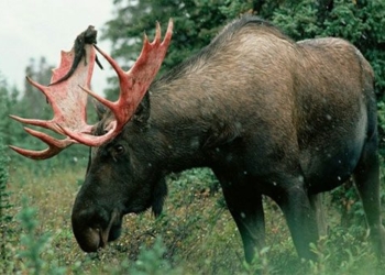 the number causing concerns about wild animals with feathers 126478
