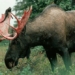 the number causing concerns about wild animals with feathers 126478