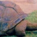 the oldest tortoise in the world passes away 6548