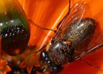 the only type of cactus creating 3d honeycomb attracts bees 126572