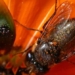 the only type of cactus creating 3d honeycomb attracts bees 126572