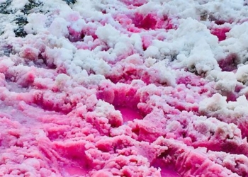 the phenomenon of pink snow is beautiful and fascinating but also a warning for our planet 124688
