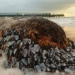 the rare wooden piece embedded in the sea coast 125258